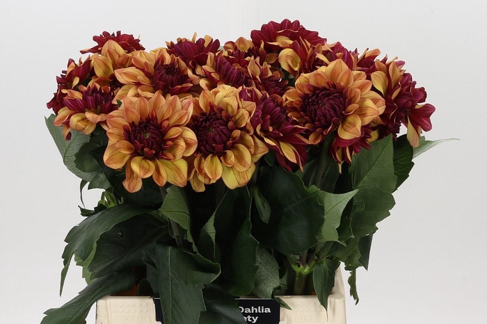 <h4>Dahlia Creme de Cognac</h4>