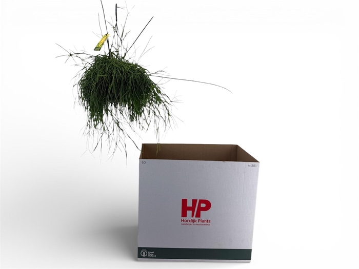 <h4>RHIPSALIS BA OASIS</h4>