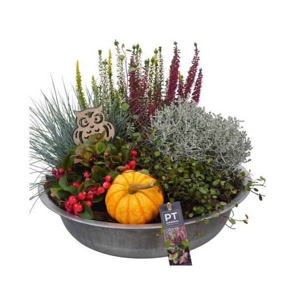 <h4>PTHO4077 Arrangement Herfst Outdoor in metalen schaal</h4>