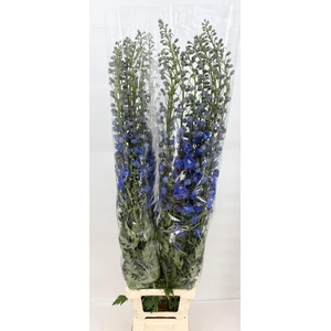 Delphinium El Dewi boy (blu)