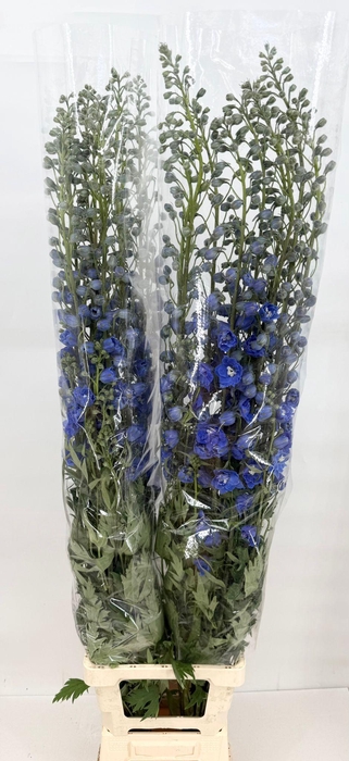 <h4>Delphinium El Dewi boy (blu)</h4>