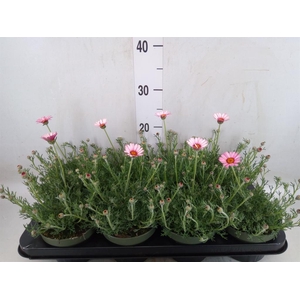 Rhodanthemum hosm. 'Zagora Pink'