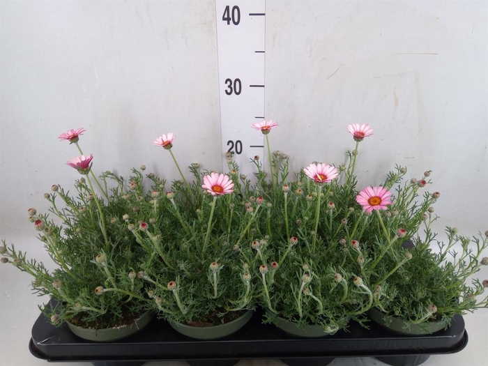 <h4>Rhodanthemum hosm. 'Zagora Pink'</h4>