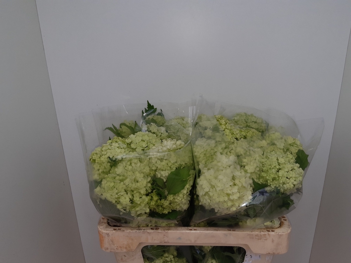 <h4>VIBURNUM ROSEUM ST</h4>