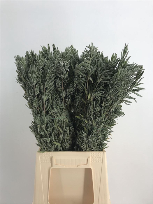 <h4>Lavandula Dentata</h4>