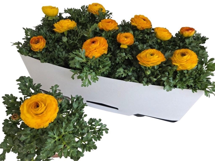 <h4>RANUN SPRINK REDYELL</h4>