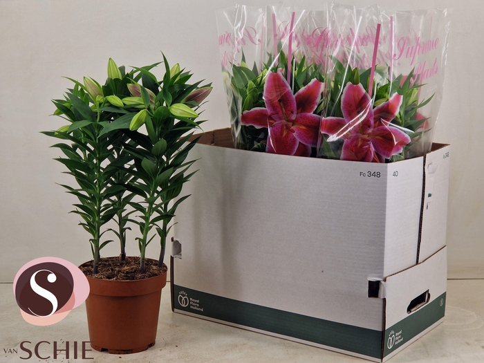 <h4>LIL OR ENTERTAINER</h4>