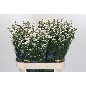 Aster White Gypsy