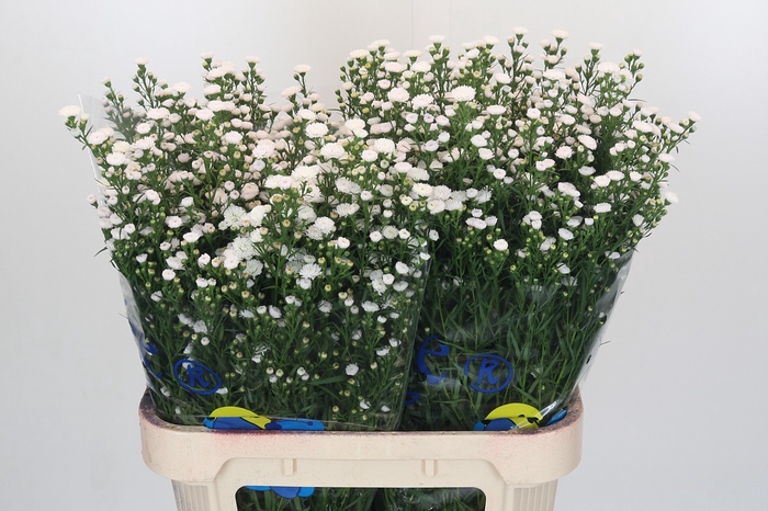 Aster White Gypsy