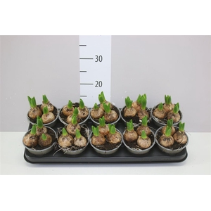 Hyacinthus White Pearl 3pp