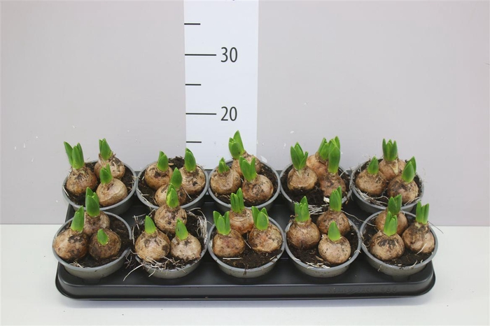 <h4>Hyacinthus White Pearl 3pp</h4>