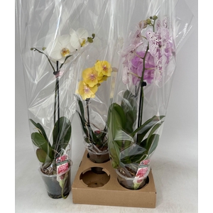 PHAL GEM