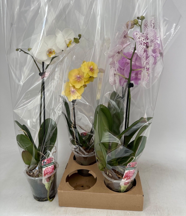 <h4>PHAL GEM</h4>
