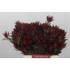 Leucadendron Blush Spray