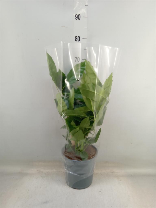 <h4>Schefflera actin.</h4>