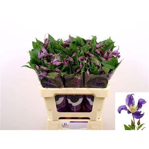 Clematis Blue Pirouette