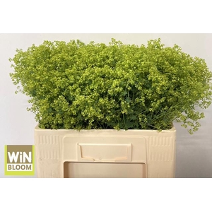 Alchemilla Robustica WiNBloom