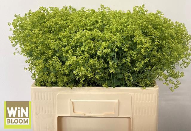 <h4>Alchemilla Robustica WiNBloom</h4>