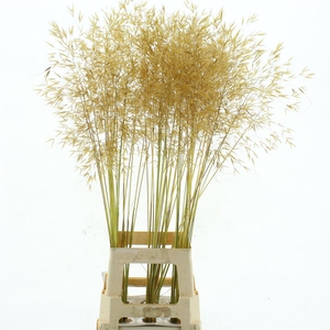 Stipa Gigantea