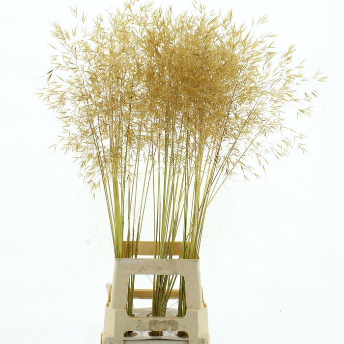 <h4>STIPA GIGANTEA</h4>