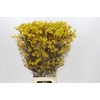 Anigozanthos Yellow Gem