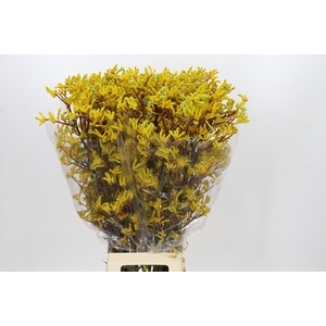 Anigozanthos Yellow Gem