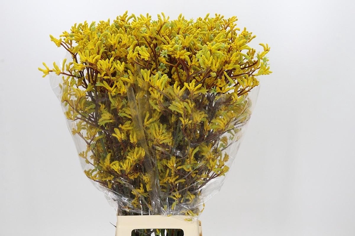 <h4>Anigozanthos Yellow Gem</h4>