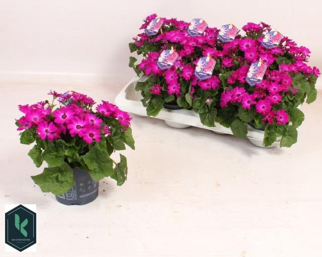 <h4>PERI C SEN MAG</h4>