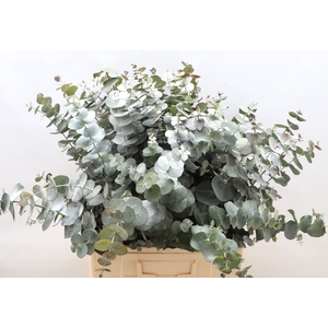EUC CINEREA PER BOS