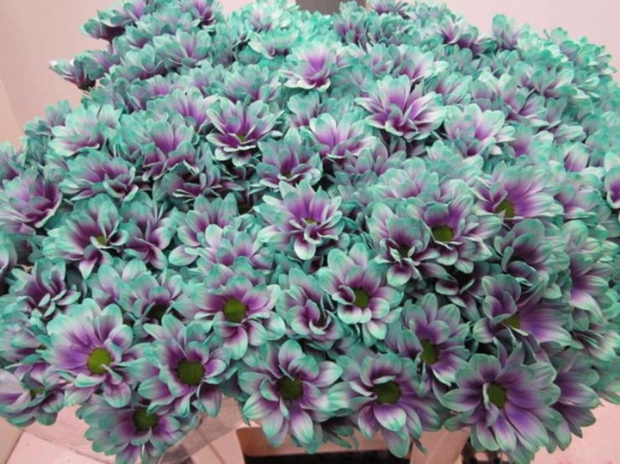 <h4>Chr T Bacardi Ibiza</h4>