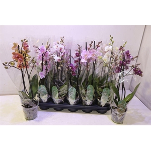 Phal Mf Gem 6 Kl
