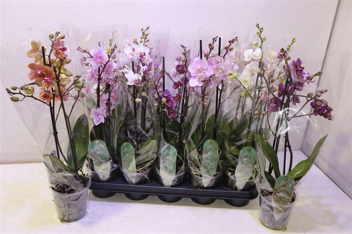<h4>Phal Mf Gem 6 Kl</h4>