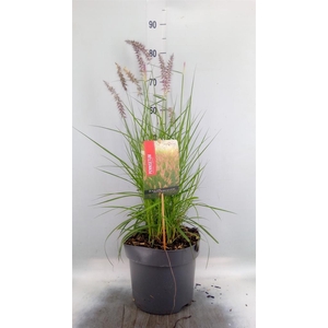 Pennisetum orientale