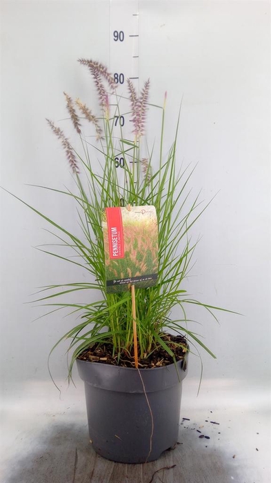 <h4>Pennisetum orientale</h4>