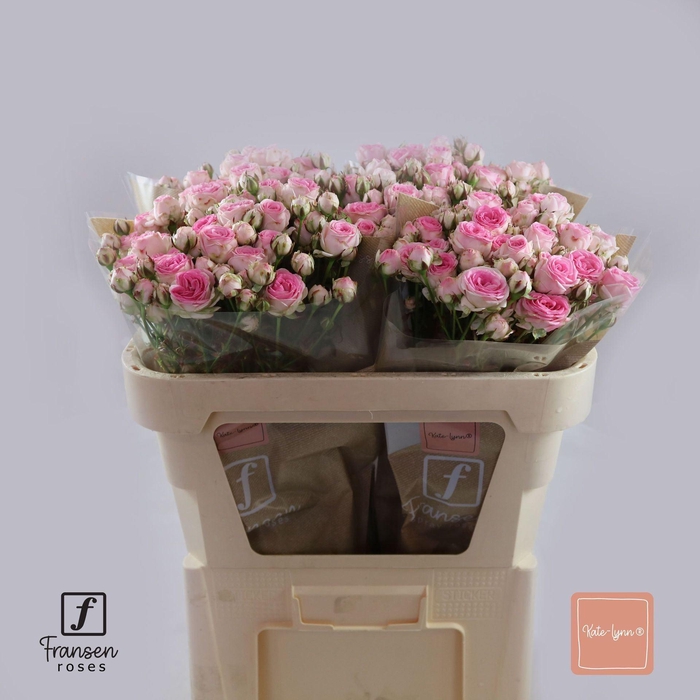 <h4>Rosa TR 'Kate-lynn' FRANSEN</h4>