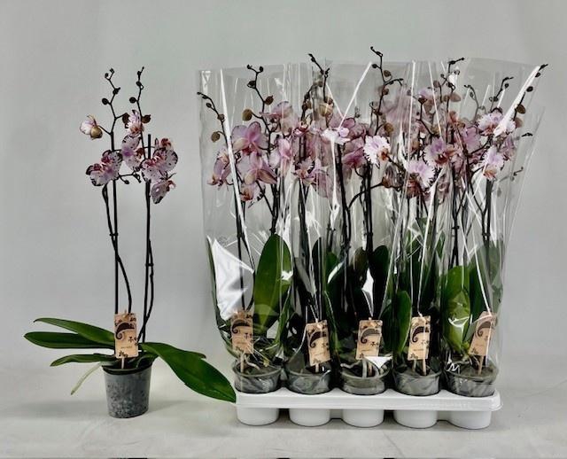 <h4>PHAL OV ROZE</h4>