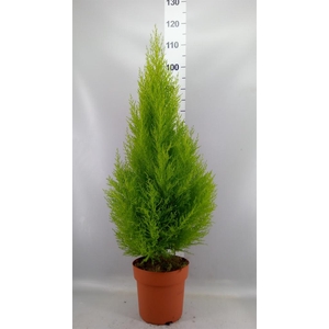 Cupressus macro. 'Goldcrest Wilma'