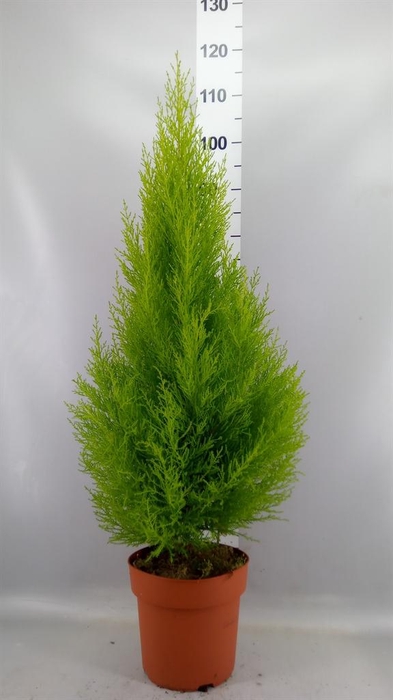 <h4>Cupressus macro. 'Goldcrest Wilma'</h4>