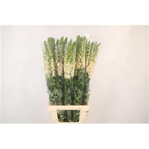 Antirrhinum It. Apricot