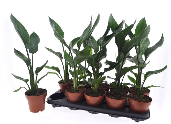 arr8 Strelitzia Reginae