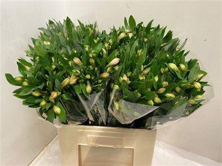 <h4>Alstr Pink Floyd</h4>