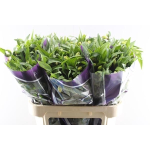 Alstr Aurora (oranje)