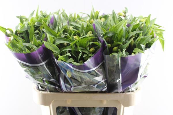 <h4>Alstr Aurora (oranje)</h4>