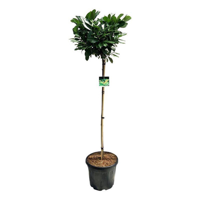 <h4>Prunus laur. 'Etna'</h4>