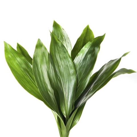 ASPIDISTRA  90 CM REBUS
