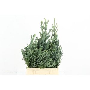 CONIFEER SEQUOIA PER BUNCH