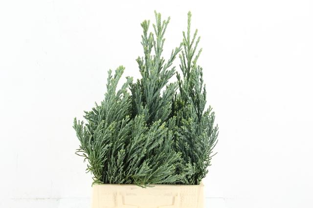 <h4>CONIFEER SEQUOIA PER BUNCH</h4>