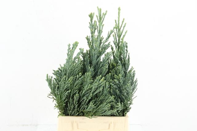 <h4>CONIFEER SEQUOIA PER BUNCH</h4>