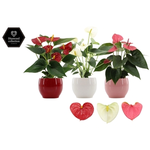 Anthurium 9 cm 3 color mix in Bombay ceramics