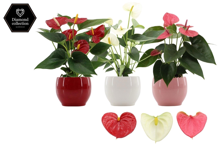<h4>Anthurium 9 cm 3 color mix in Bombay ceramics</h4>